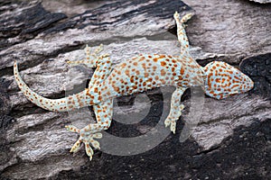 Tokay gecko