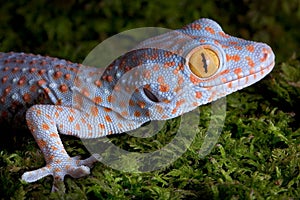 Tokay gecko close up