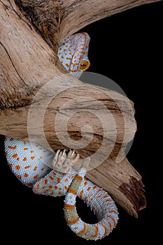 Tokay gecko on driftwood