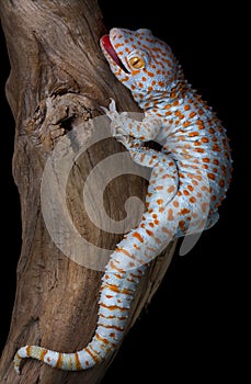 Tokay gecko on driftwood