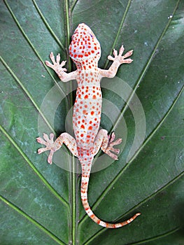 Tokay Gecko Gecko Gecko on Green Leaf