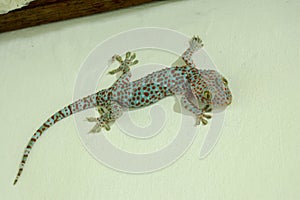 Tokay gecko - Gekko gecko in front of a white background