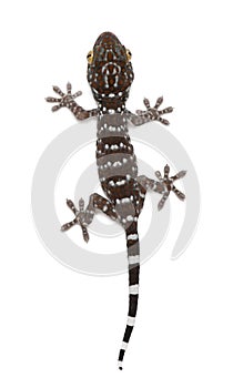 Tokay Gecko, Gekko gecko