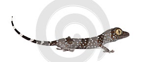 Tokay Gecko, Gekko gecko