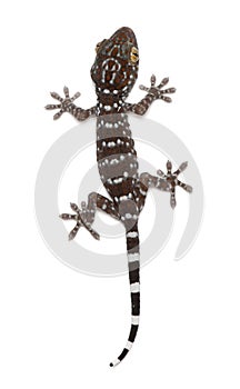 Tokay Gecko, Gekko gecko