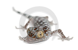 Tokay Gecko, Gekko gecko