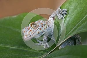 Tokay gecko (Gekko gecko)