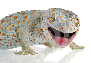 Tokay gecko - Gekko gecko