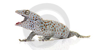 Tokay gecko - Gekko gecko