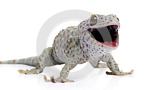 Tokay gecko - Gekko gecko