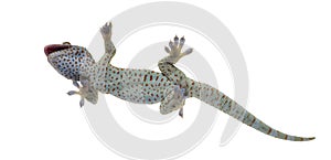 Tokay gecko - Gekko gecko