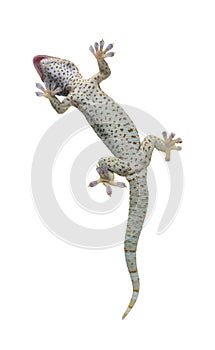 Tokay gecko - Gekko gecko