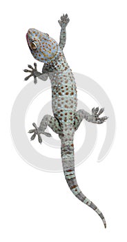 Lagarto lagarto 