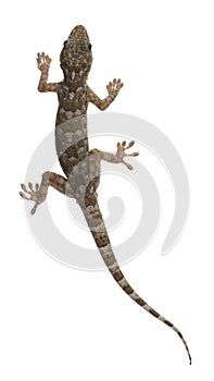 Tokay gecko - Gekko gecko