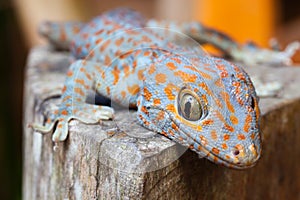 Tokay gecko, Gekko gecko