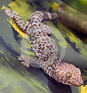 Tokay Gecko (Gekko gecko)