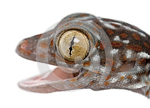 Tokay Gecko, Gekko gecko, close up