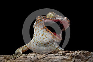 Tokay gecko (Gekko gecko) closeup head on isolated background