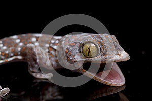 Tokay Gecko Gekko gecko isolated on black