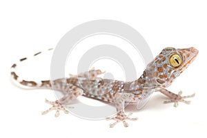 Tokay Gecko Gekko gecko isolated on white