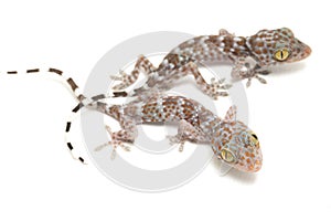 Tokay Gecko Gekko gecko isolated on white