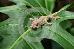 Tokay gecko on green leaves