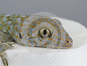 Tokay gecko head closeup. Sitting on the toilet paper.