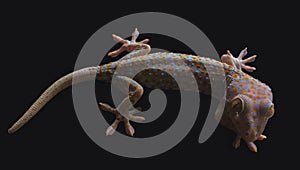 Tokay Gecko Image