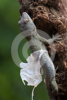 Tokay gecko molting on a tree