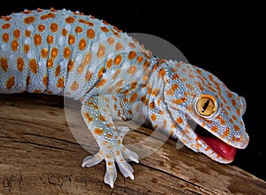 Tokay gecko with mouth open