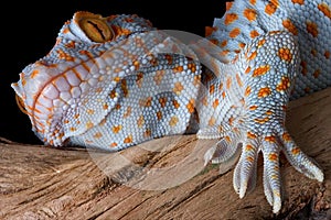 Tokay gecko portrait