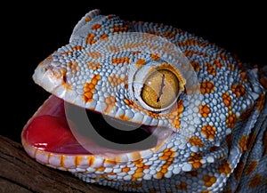 Tokay gecko portrait