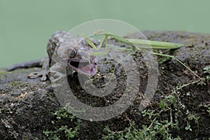 A tokay gecko preys on a praying mantis on a moss-covered rock.