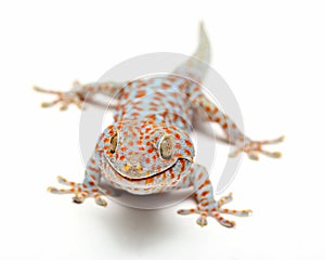 Tokay Gecko Thailand