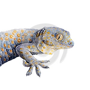 Tokay gecko watercolor illustration. Hand drawn realistic tropical cute spotted lizard side view. Tokay gecko jungle