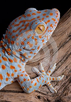 Tokay gecko on wood
