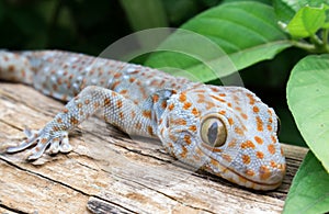 Tokay Gecko on wood