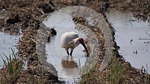 Toki or Japanese crested ibis or Nipponia nippon eating at rice field in Sado island