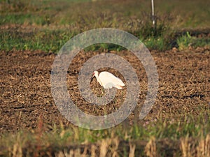 Toki or Japanese crested ibis or Nipponia nippon eating at rice field in Sado island