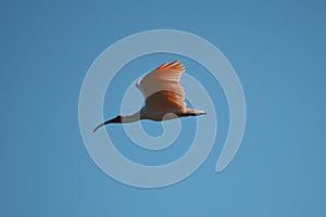 Toki or Japanese crested ibis or Nipponia nippon flying on autumn blue sky in Sado island
