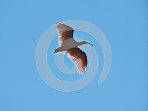 Toki or Japanese crested ibis or Nipponia nippon flying on autumn blue sky in Sado island