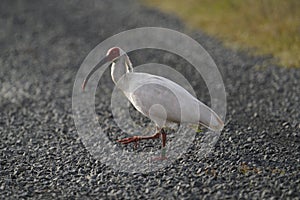 Toki or Japanese crested ibis or Nipponia nippon at a rice field in Sado island, Japan