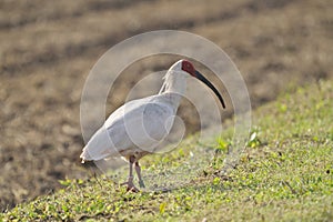 Toki or Japanese crested ibis or Nipponia nippon at a rice field in Sado island, Japan