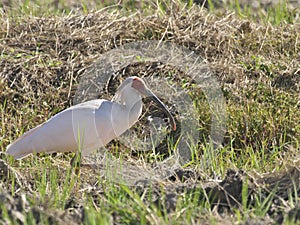 Toki or Japanese crested ibis or Nipponia nippon at a rice field in Sado island, Japan