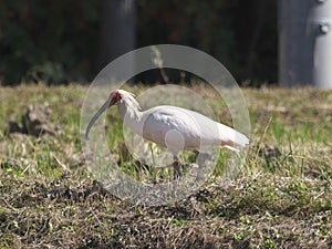 Toki or Japanese crested ibis or Nipponia nippon at a rice field in Sado island, Japan