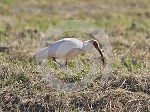 Toki or Japanese crested ibis or Nipponia nippon at a rice field in Sado island, Japan