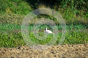 Toki or Japanese crested ibis or Nipponia nippon in rice field in Sado island, Niigata, Japan