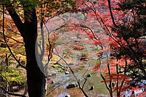 Tokyo autumn park