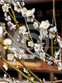 Tokyo blossums flowering in the sunshine in front of a traditional Japanese home, Minka