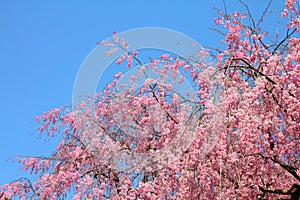 Tokyo cherry blossom